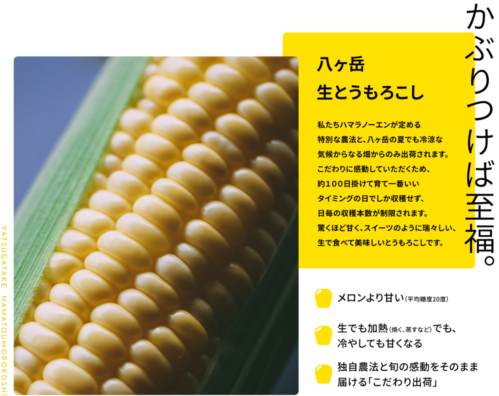 八ヶ岳生とうもろこし