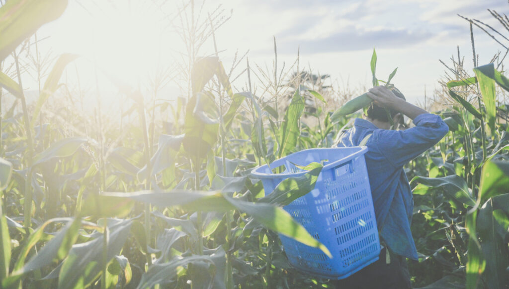 生とうもろこし収穫体験